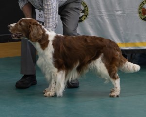 Good Citiizen Dog